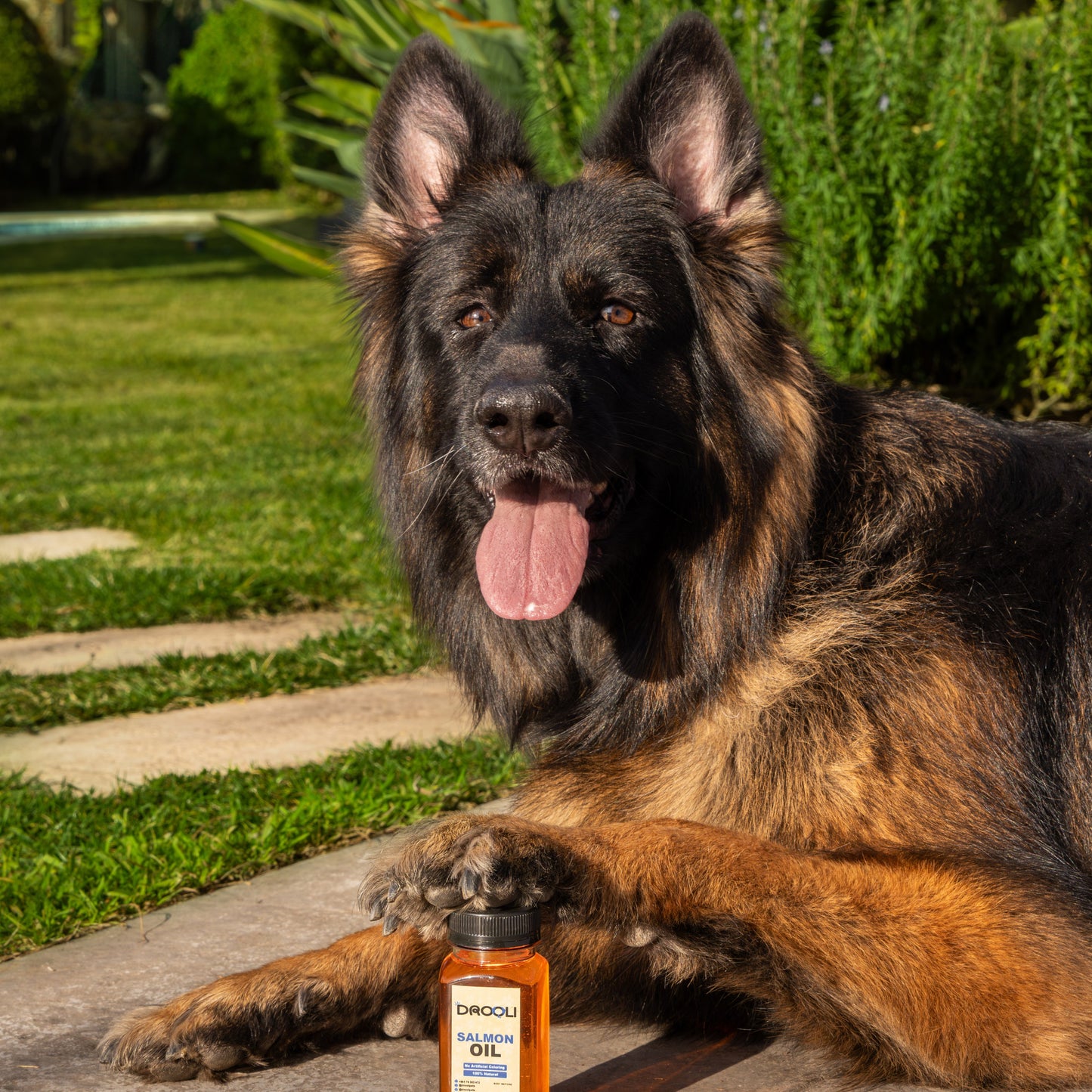Drooli™ Salmon Oil